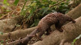 Polda Sumbar Berhasil Amankan Penjual Sisik Trenggiling. (Instagram.com/@rer_riau)
