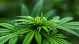 Polda Metro Jaya Temukan 11 Hektare Ladang Ganja di Mandailing Natal. (Pexels.com/Michael Fischer)