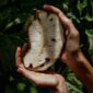 Selain buahnya yang enak, daun sirsak dipercaya ampuh mengobati penyakit asam urat. (Pexels/Iurii Laimin)