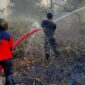  Kebakaran hutan dan lahan (karhutla) di Provinsi Kalimantan Selatan. (Dok. BNPB)

