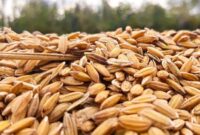 Ilustrasi Gabah Petani. (Pixabay.com/ignartonosbg)