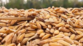 Ilustrasi Gabah Petani. (Pixabay.com/ignartonosbg)