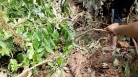 Tim BPBD dan warga evakuasi barang dari rumah rusak akibat angin kencang dan longsor di Sulawesi. (Dok. BNPB)
