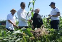 Bapanas dorong konsumsi sorgum dan singkong demi kurangi ketergantungan beras dan reformasi ekonomi pangan nasional berbasis sumber daya lokal.   (Dok. Bapenas)
