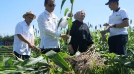 Bapanas dorong konsumsi sorgum dan singkong demi kurangi ketergantungan beras dan reformasi ekonomi pangan nasional berbasis sumber daya lokal.   (Dok. Bapenas)